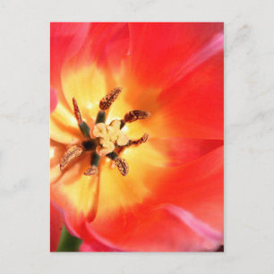 In einem Tulip Postkarte