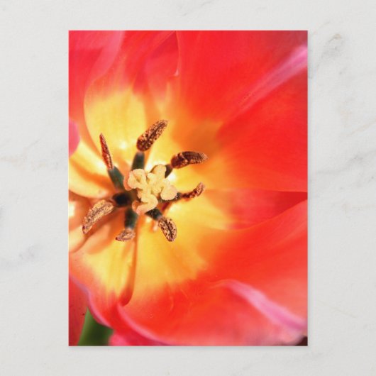 In einem Tulip Postkarte (Vorderseite)