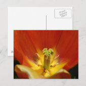 In einem Tulip Postkarte (Vorne/Hinten)
