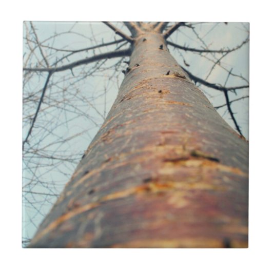In einen Baum hinaufblickend Fliese (Vorderseite)