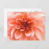 In einer Dahlia-Blume Postkarte (Vorne/Hinten)