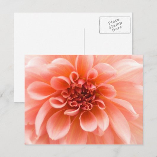 In einer Dahlia-Blume Postkarte (Vorne/Hinten)