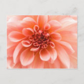 In einer Dahlia-Blume Postkarte (Vorderseite)