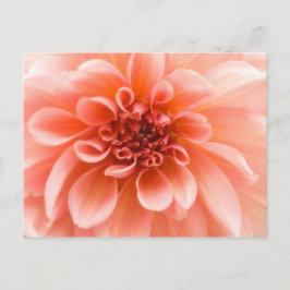 In einer Dahlia-Blume Postkarte