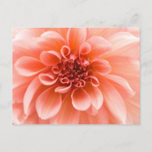 In einer Dahlia-Blume Postkarte (Vorderseite)