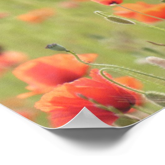 In Flandern bläst der Pfeffer Poster (Ecke)