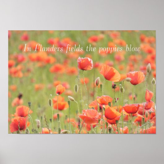 In Flandern bläst der Pfeffer Poster (Vorne)