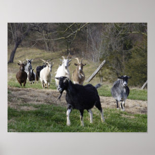 In Herden leben des Zuhauseplakats Poster