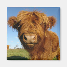 In Ihrem Gesicht Kuh Magnet