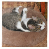 In ihrem Katzenbett Fliese (Vorderseite)