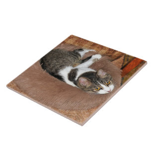 In ihrem Katzenbett Fliese