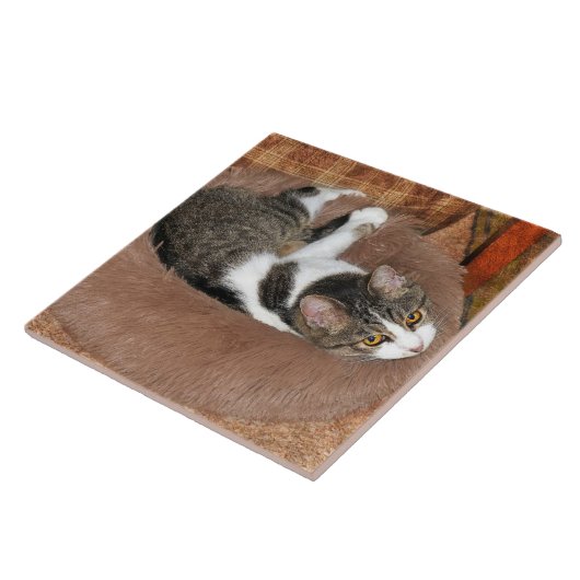 In ihrem Katzenbett Fliese (Seite)