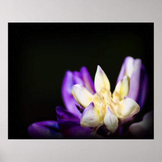 In Liebe mit Lupine Poster (Vorne)