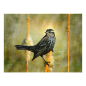 In Limelight Poster Print (Vorne)