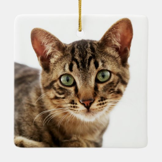 In Love Memory Cat Foto Gold Keepake Keramikornament (Rückseite)