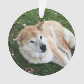 In Love Memory Pet Foto Ornament (Vorderseite)