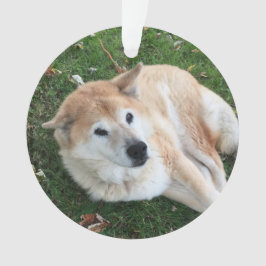 In Love Memory Pet Foto Ornament