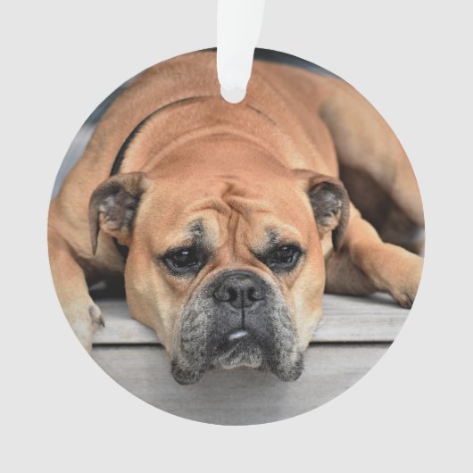 In Love Memory Pet Weihnachts-Gedenkschmuck Ornament (Vorderseite)