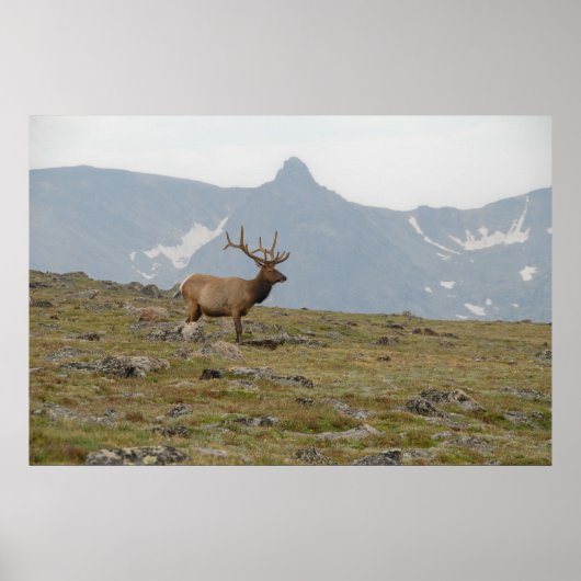 In Majestät gekrönt Poster (Vorne)