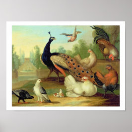 In Peacock, Doves, Chickens and a Jay in a Park Poster