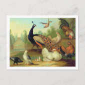 In Peacock, Doves, Chickens and a Jay in a Park Postkarte (Vorderseite)