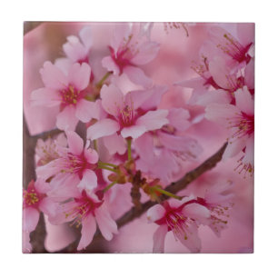 In Rosa gebadete japanische Kirschblüten Fliese