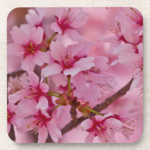 In Rosa gebadete japanische Kirschblüten Getränkeuntersetzer