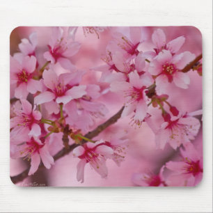 In Rosa gebadete japanische Kirschblüten Mousepad