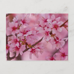 In Rosa gebadete japanische Kirschblüten Postkarte
