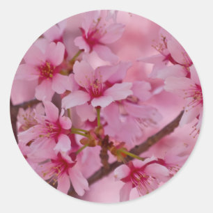 In Rosa gebadete japanische Kirschblüten Runder Aufkleber