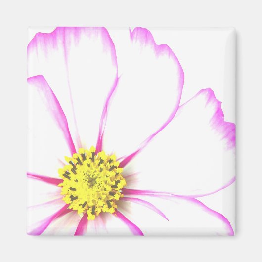 in rosa geschnitten magnet (Vorne)