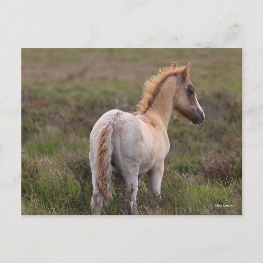 In Scrub Stehender neuer Forest Postkarte (Vorderseite)