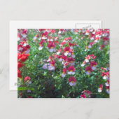 In seltenen Farben gezüchtete Geißeln in Postkarte (Vorne/Hinten)