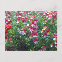 In seltenen Farben gezüchtete Geißeln in