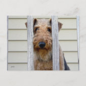 "In the Doghouse" Postkarte (Vorderseite)