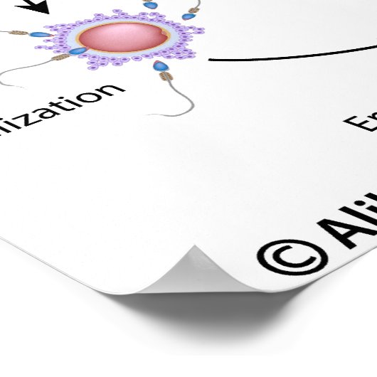 In vitro Fertilisation (IVF) Verfahren gekennzeich Poster (Ecke)