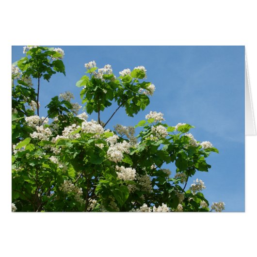 in voller Blüte (Vorderseite (Horizontal))