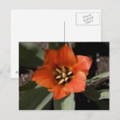 in voller Blüte Postkarte (Vorne/Hinten)