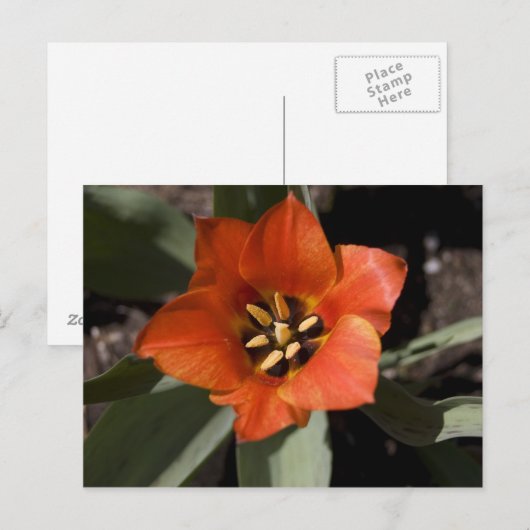 in voller Blüte Postkarte (Vorne/Hinten)