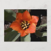 in voller Blüte Postkarte (Vorderseite)