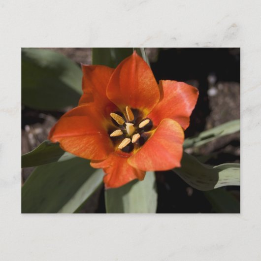 in voller Blüte Postkarte (Vorderseite)