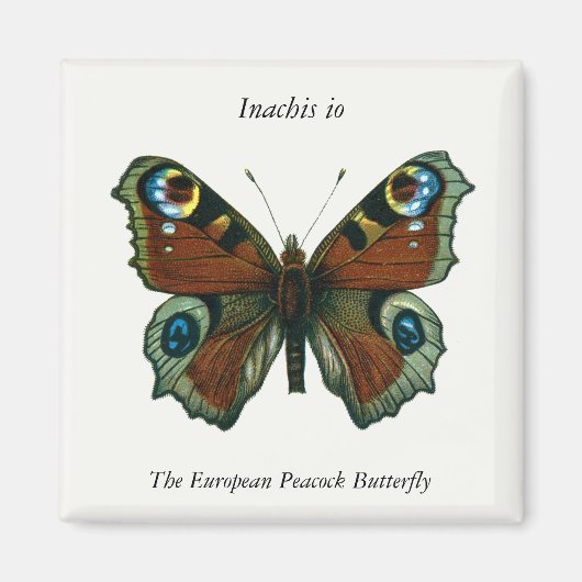 Inachis io - Die europäische Pfauenschmetterling Magnet (Vorne)