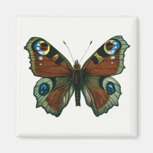 Inachis io - Die europäische Pfauenschmetterling Magnet