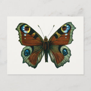 Inachis io - Die europäische Pfauenschmetterling Postkarte