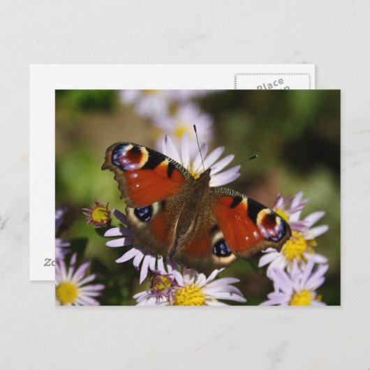 Inachis io postkarte (Vorne/Hinten)