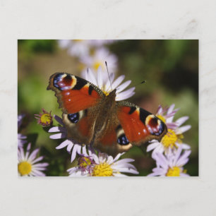 Inachis io postkarte