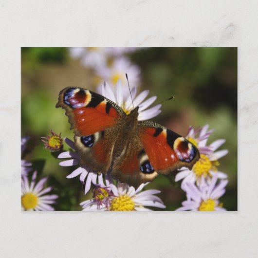 Inachis io postkarte (Vorderseite)