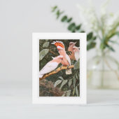 Inca Cockatoo; by W.Kuhnert Postkarte (Stehend Vorderseite)