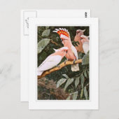 Inca Cockatoo; by W.Kuhnert Postkarte (Vorne/Hinten)