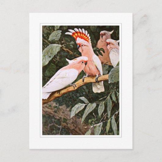 Inca Cockatoo; by W.Kuhnert Postkarte (Vorderseite)